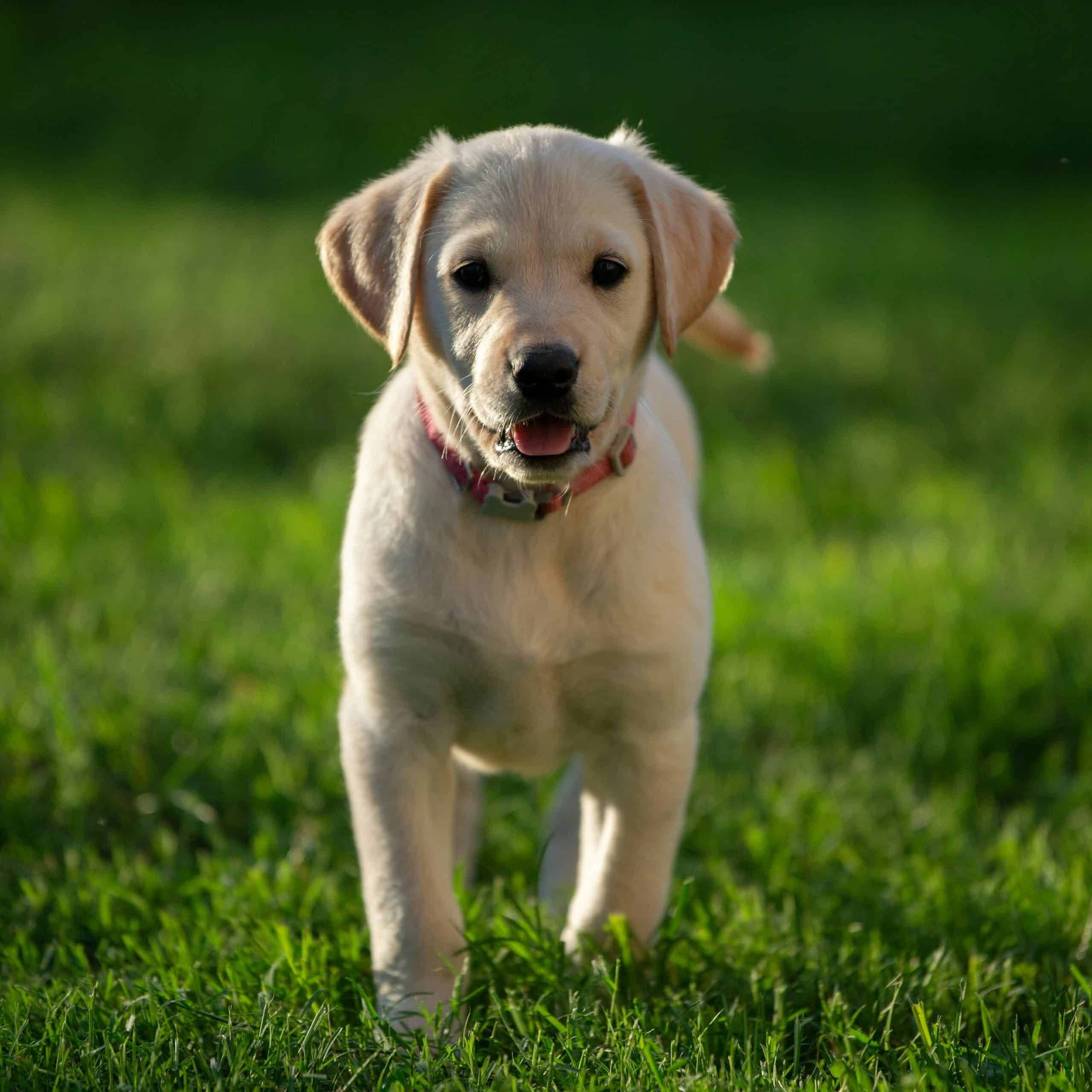 A dog running free in the enclosed field at Ballybark